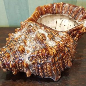Majolica Shell